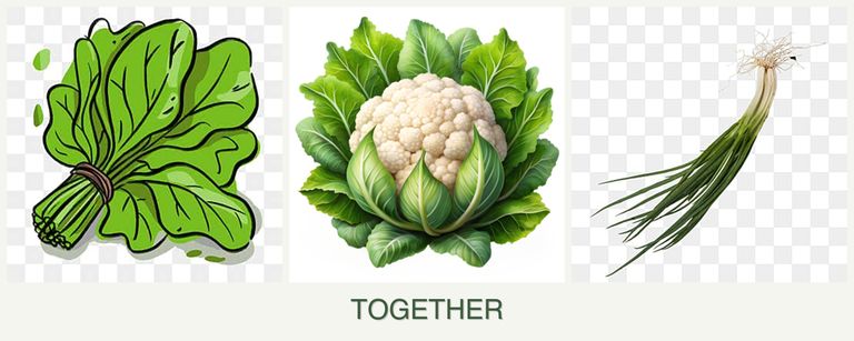 Can you plant spinach, cauliflower and chives together?