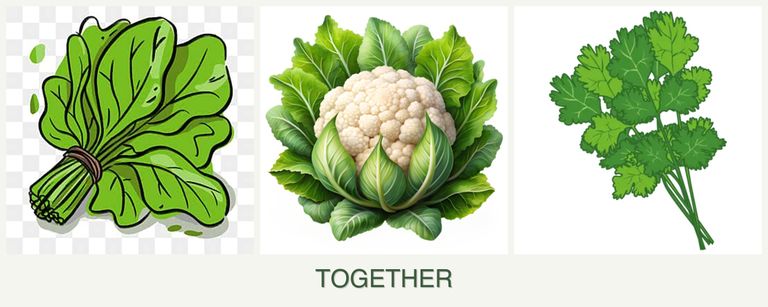 Can you plant spinach, cauliflower and cilantro together?
