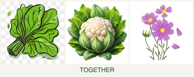 Can you plant spinach, cauliflower and cosmos together?