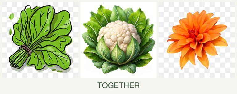 Can you plant spinach, cauliflower and dahlias together?