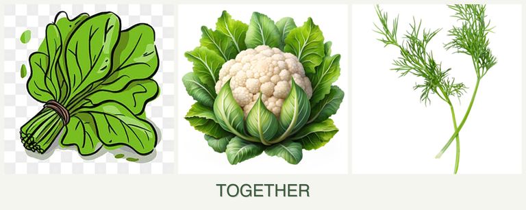 Can you plant spinach, cauliflower and dill together?