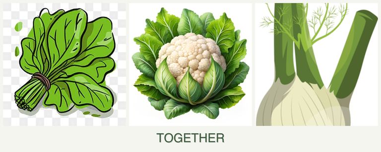 Can you plant spinach, cauliflower and fennel together?