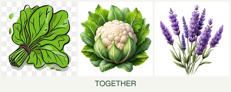 Can you plant spinach, cauliflower and lavender together?