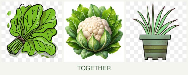 Can you plant spinach, cauliflower and lemongrass together?