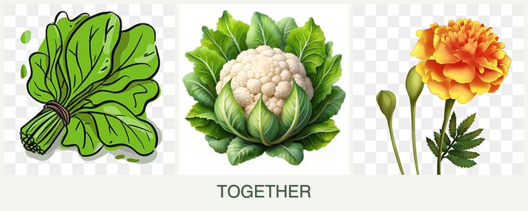Can you plant spinach, cauliflower and marigolds together?