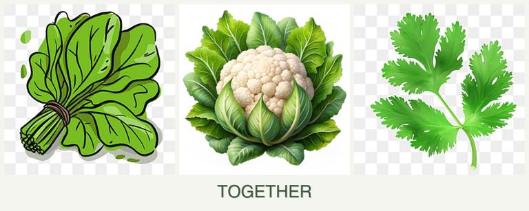 Can you plant spinach, cauliflower and parsley together?
