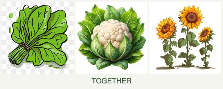 Can you plant spinach, cauliflower and sunflowers together?