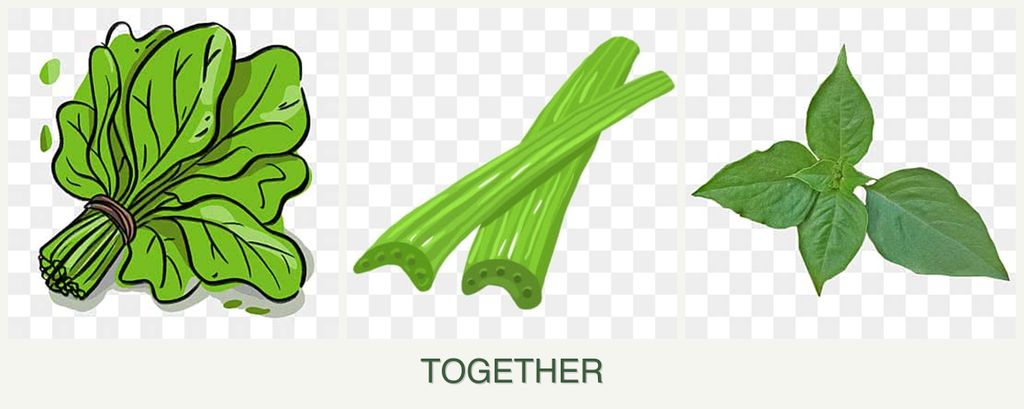 Can you plant spinach, celery and basil together?