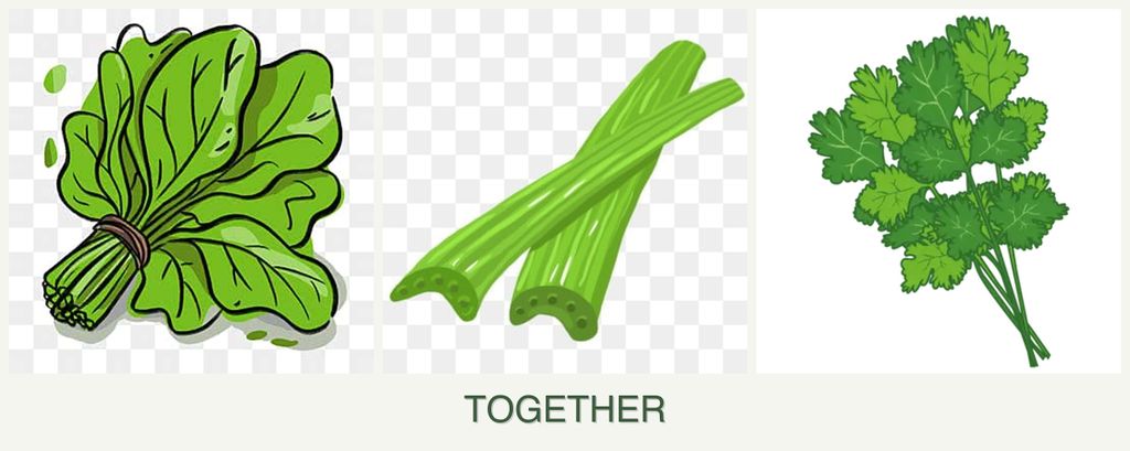 Can you plant spinach, celery and cilantro together?