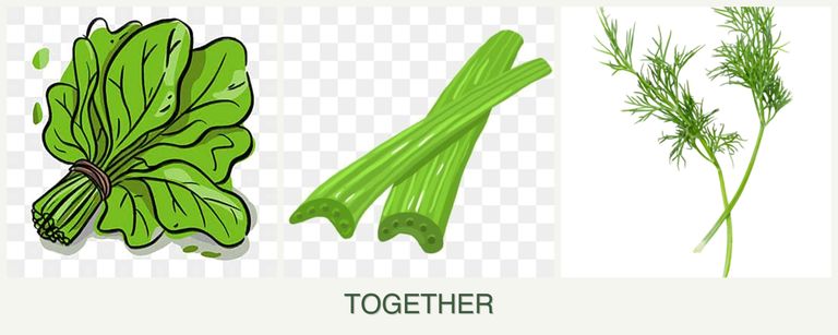 Can you plant spinach, celery and dill together?