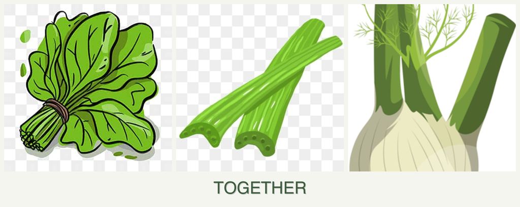 Can you plant spinach, celery and fennel together?