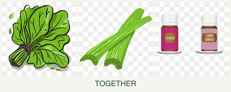 Can you plant spinach, celery and geraniums together?