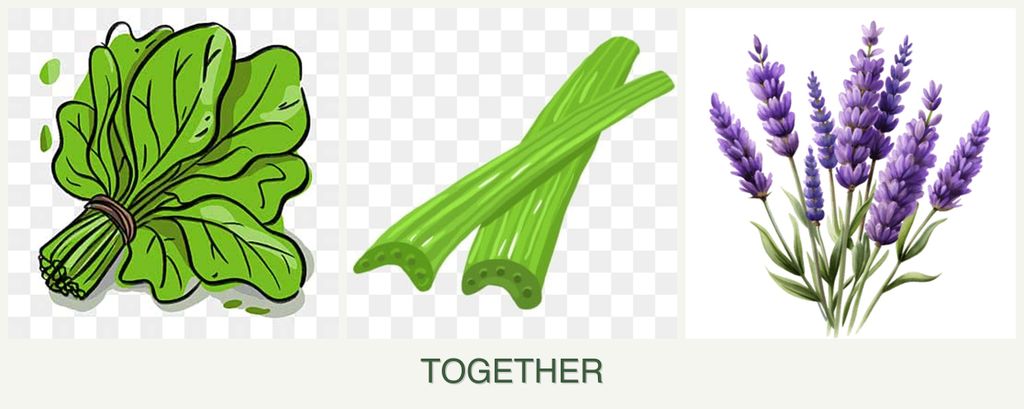 Can you plant spinach, celery and lavender together?