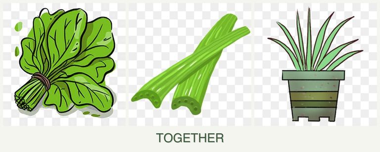 Can you plant spinach, celery and lemongrass together?