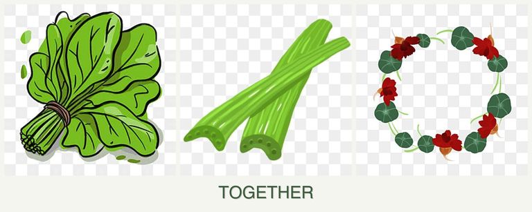 Can you plant spinach, celery and nasturtiums together?