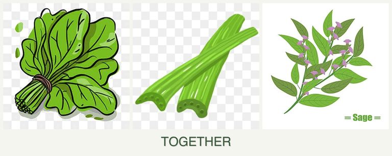 Can you plant spinach, celery and sage together?
