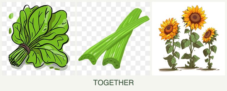 Can you plant spinach, celery and sunflowers together?