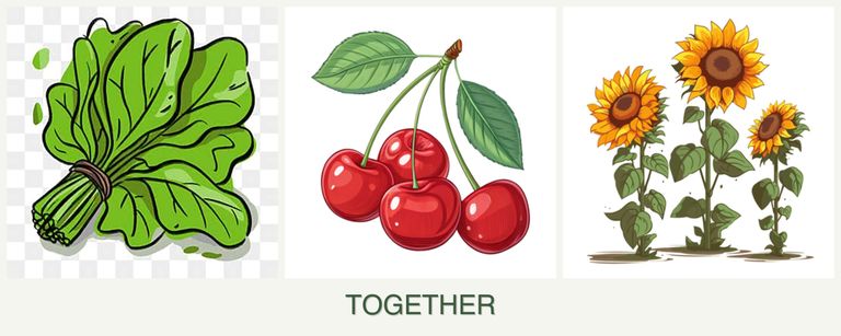 Can you plant spinach, cherries and sunflowers together?