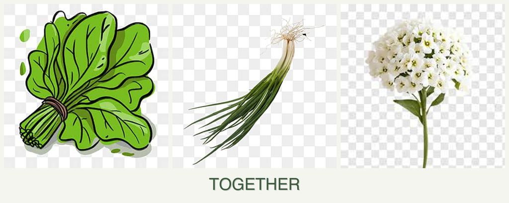 Can you plant spinach, chives and alyssum together?