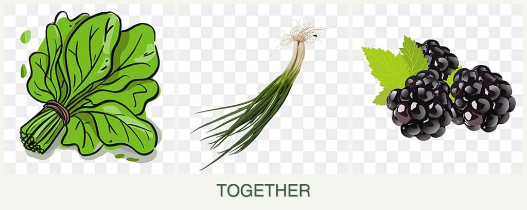 Can you plant spinach, chives and blackberries together?