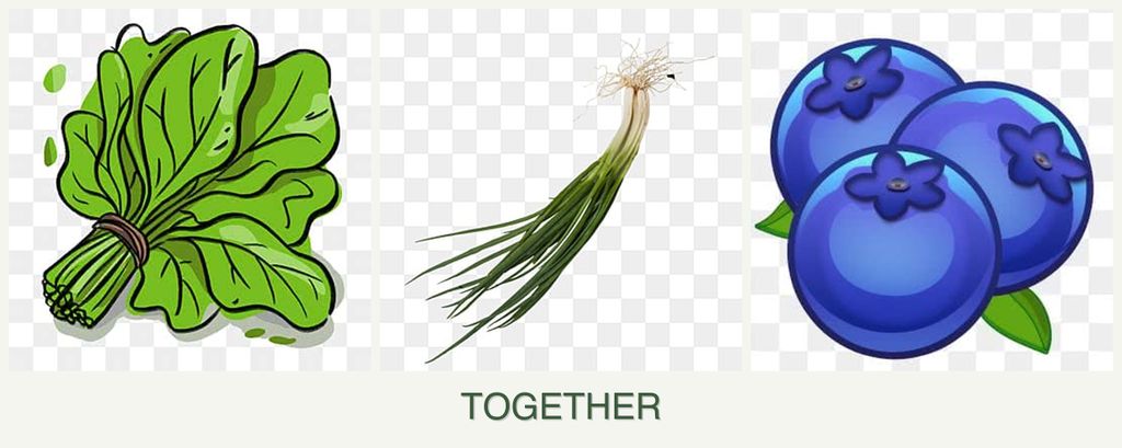 Can you plant spinach, chives and blueberries together?