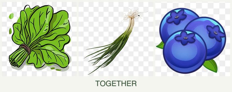Can you plant spinach, chives and blueberries together?