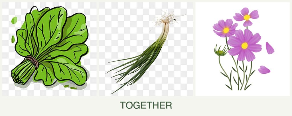 Can you plant spinach, chives and cosmos together?