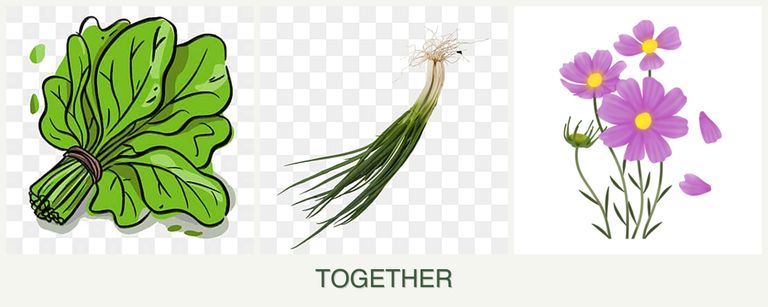 Can you plant spinach, chives and cosmos together?