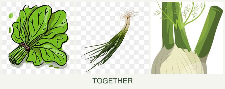 Can you plant spinach, chives and fennel together?
