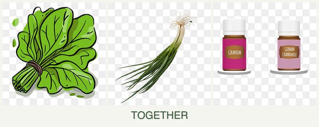 Can you plant spinach, chives and geraniums together?