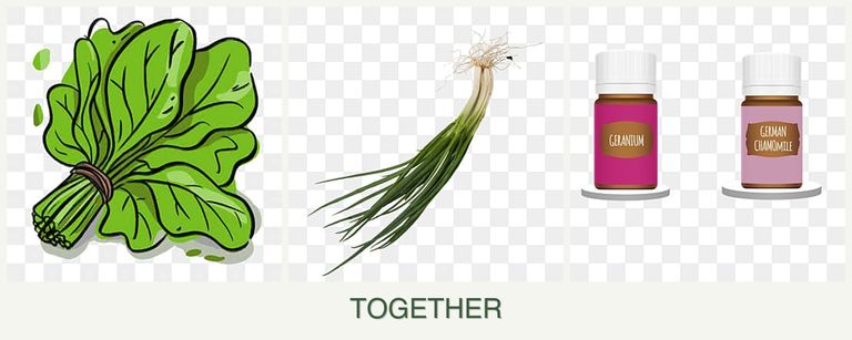 Can you plant spinach, chives and geraniums together?