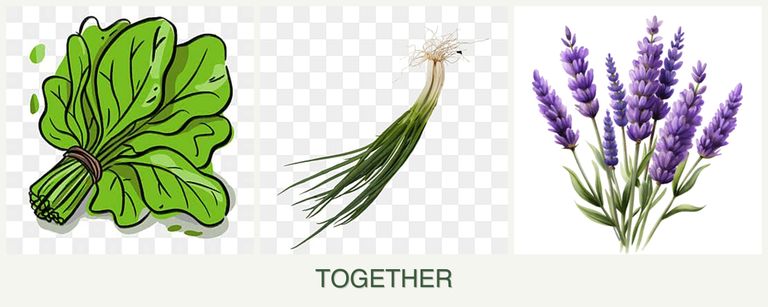Can you plant spinach, chives and lavender together?