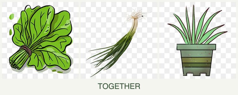 Can you plant spinach, chives and lemongrass together?