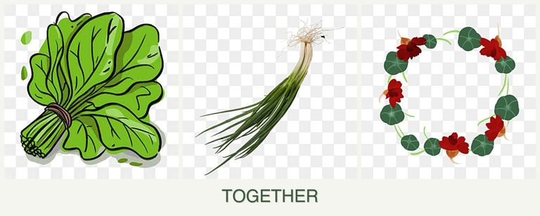 Can you plant spinach, chives and nasturtiums together?