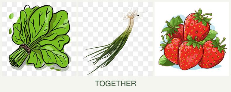 Can you plant spinach, chives and strawberries together?