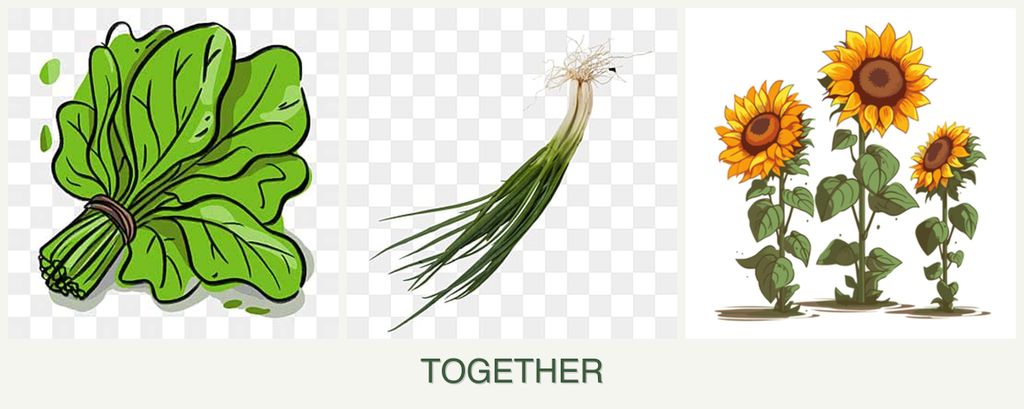 Can you plant spinach, chives and sunflowers together?