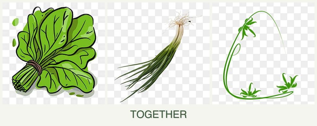 Can you plant spinach, chives and tarragon together?