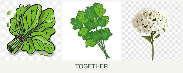 Can you plant spinach, cilantro and alyssum together?