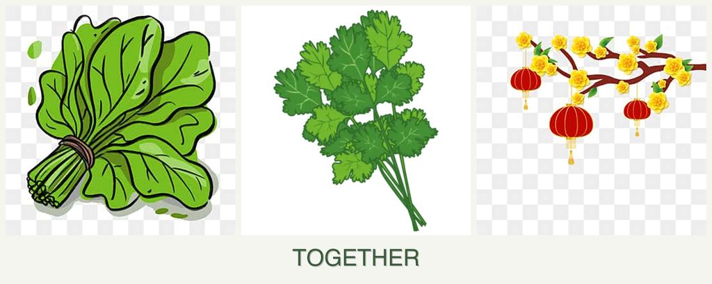 Can you plant spinach, cilantro and apricots together?