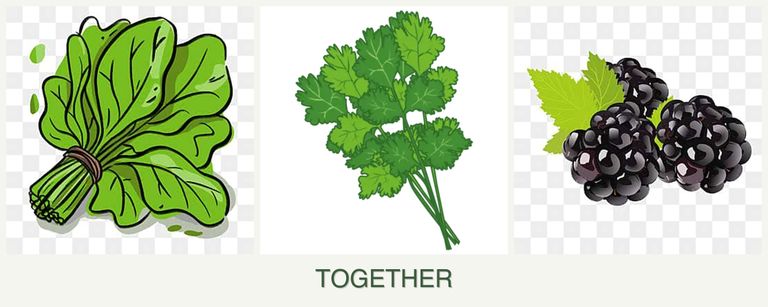 Can you plant spinach, cilantro and blackberries together?