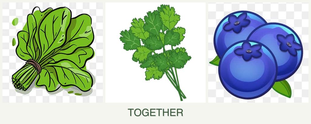 Can you plant spinach, cilantro and blueberries together?