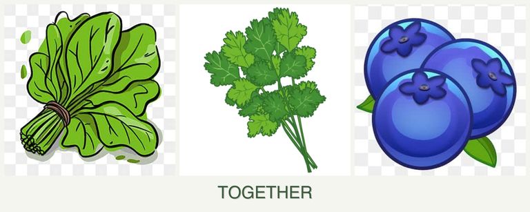 Can you plant spinach, cilantro and blueberries together?