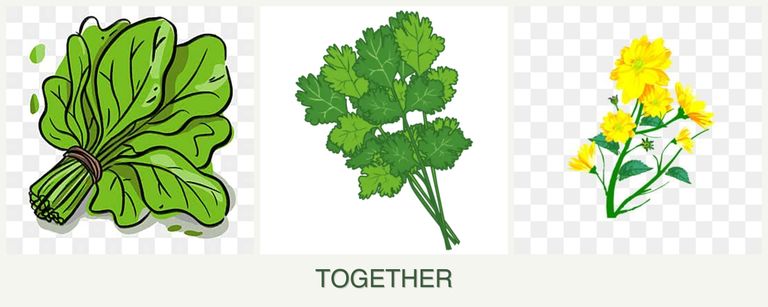 Can you plant spinach, cilantro and calendula together?