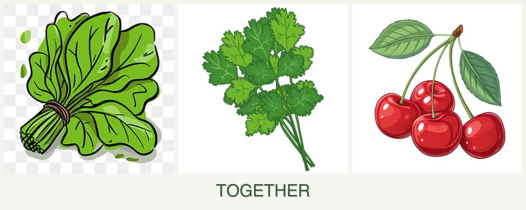 Can you plant spinach, cilantro and cherries together?