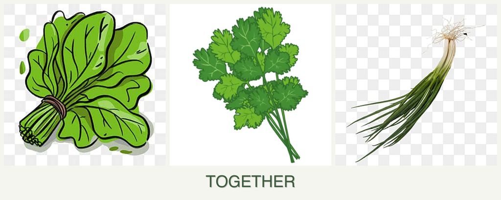 Can you plant spinach, cilantro and chives together?