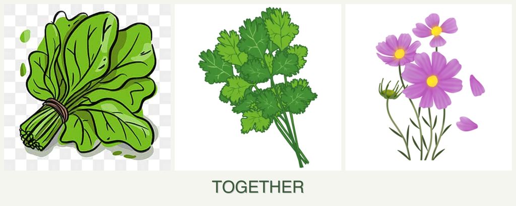Can you plant spinach, cilantro and cosmos together?