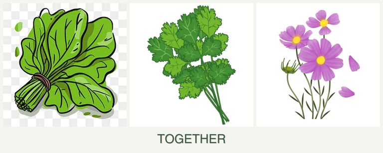 Can you plant spinach, cilantro and cosmos together?