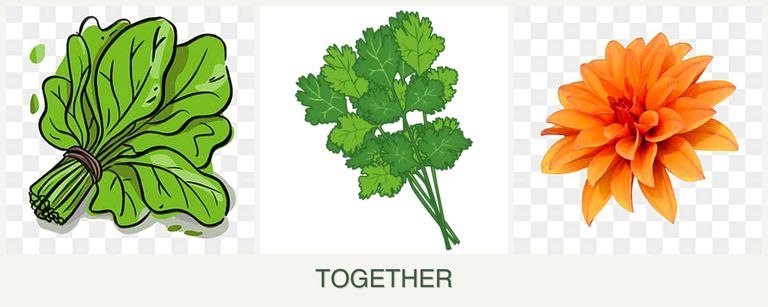 Can you plant spinach, cilantro and dahlias together?