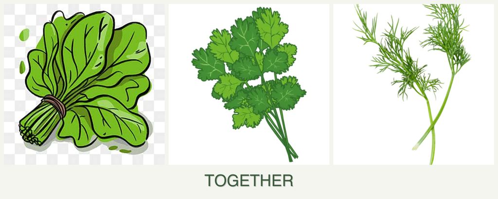 Can you plant spinach, cilantro and dill together?