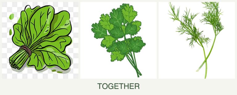 Can you plant spinach, cilantro and dill together?